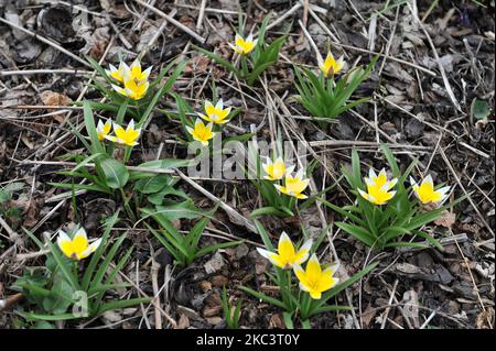 Giallo varie tulipani tardivi (Tulipa tarda) fioriscono in un giardino nel mese di aprile Foto Stock