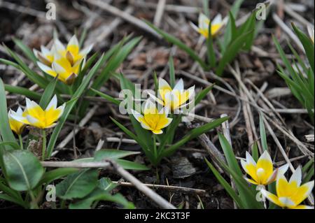 Giallo varie tulipani tardivi (Tulipa tarda) fioriscono in un giardino nel mese di aprile Foto Stock