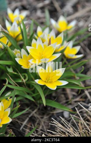 Giallo varie tulipani tardivi (Tulipa tarda) fioriscono in un giardino nel mese di aprile Foto Stock