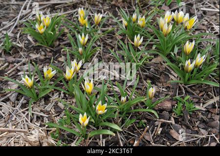 Giallo varie tulipani tardivi (Tulipa tarda) fioriscono in un giardino nel mese di aprile Foto Stock