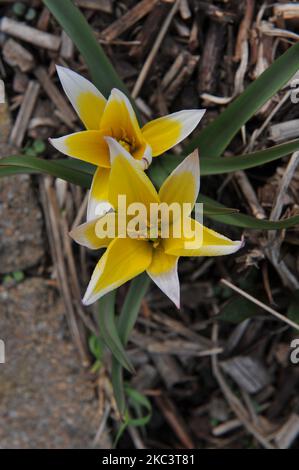 Giallo varie tulipani tardivi (Tulipa tarda) fioriscono in un giardino nel mese di aprile Foto Stock