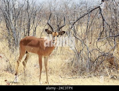 Black Faced Impala Buck con buone corna in piedi nel Bush africano, Etosha National Park, Namibia Foto Stock