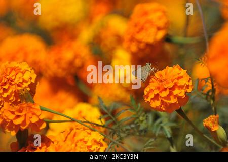 Giorno marrone mooth volante che ha nettare da un fiore di marigold fiorente a Kathmandu, Nepal il giovedì 12 novembre 2020. (Foto di Narayan Maharjan/NurPhoto) Foto Stock