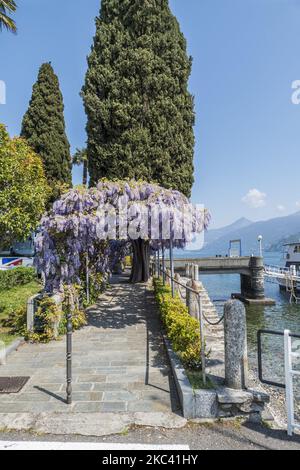 Bellissimo tunnel del glicine sul lungolago di Cadenabbia Foto Stock