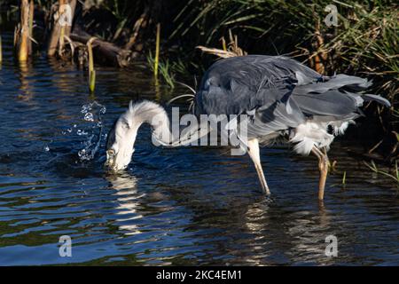 Uccello di airone grigio - Ardea cinerea, un grande airone grigio comune che normalmente vive in laghi e fiumi, un uccello predatore a zampe lunghe della famiglia degli airone, Ardeidae come visto la pesca con il becco e la testa che va sott'acqua spruzzi nel canale del perimetro di Amsterdam AMS EHAM International Airport vicino alla pista di Ponderbaan. La fauna selvatica in natura sopravvive e si evolve anche vicino ad un aeroporto. Amsterdam, Paesi Bassi il 22 novembre 2020 (Foto di Nicolas Economou/NurPhoto) Foto Stock