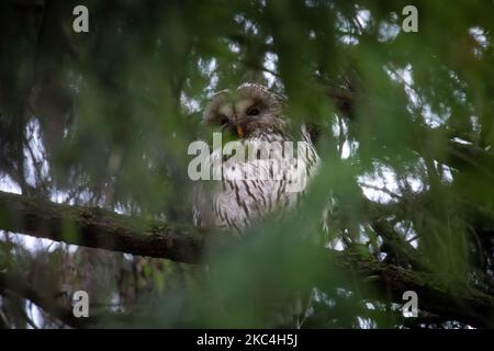 Il gufo Ural (Strix uralensis) è visto in un albero di abete rosso durante la stagione di migrazione il 23 novembre 2020 nel Parco Centrale di San Pietroburgo, Russia. (Foto di Mike Kireev/NurPhoto) Foto Stock