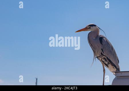 Un uccello grigio Heron sul tetto di una casa. Vita quotidiana nel tradizionale villaggio di pescatori di Volendam con architettura olandese nell'Olanda del Nord vicino ad Amsterdam nei Paesi Bassi. Volendam ha un porto ed è una destinazione popolare e attrazione turistica nel paese. Ci sono vecchie barche da pesca, abbigliamento tradizionale della gente del posto, corsa in traghetto per Marken, musei, caseificio, caffè e negozi di souvenir sul lungomare e una piccola spiaggia. Ci sono case lungo la riva e un porticciolo vicino per i turisti e locali come visitatori in modo che il turismo è il principale reddito per la comunità. Volendam è stato descritto nell'uomo Foto Stock