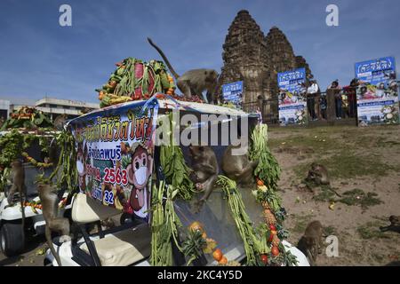 Le scimmie mangiano una varietà di frutta e verdura servita durante il Festival delle scimmie al tempio Phra Prang Sam Yod nella città di Loppuri, a nord di Bangkok, Thailandia, 29 novembre 2020. (Foto di Anusak Laowilas/NurPhoto) Foto Stock