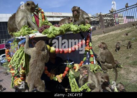 Le scimmie mangiano una varietà di frutta e verdura servita durante il Festival delle scimmie al tempio Phra Prang Sam Yod nella città di Loppuri, a nord di Bangkok, Thailandia, 29 novembre 2020. (Foto di Anusak Laowilas/NurPhoto) Foto Stock