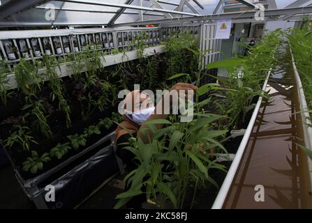 Un lavoratore si prende cura di vari tipi di ortaggi coltivati in una casa schermo al Bogor City Hall, West Java, Indonesia, 4 dicembre 2020. Diversi tipi di ortaggi sono coltivati utilizzando idroponica, acquaponica e giardini verticali nella casa schermo per introdurre la coltivazione agricola. Su terreni urbani limitati. (Foto di Adriana Adie/NurPhoto) Foto Stock