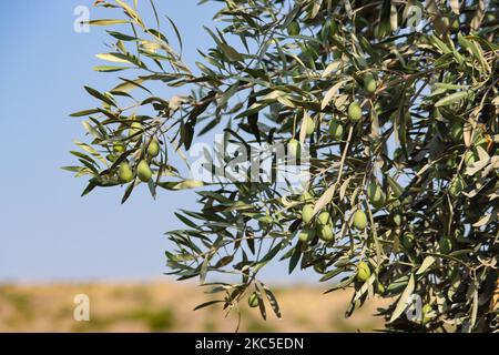 Primo piano alle olive e alle foglie di un ulivo in un Olive Grove ad Attika in Grecia, vicino all'aeroporto internazionale di Atene ATH. La piantagione di ulivi in filari si trova su una collina, un pendio con terreno calcareo. L'olio d'oliva e le olive sono uno degli ingredienti principali della cucina mediterranea. L'area mediterranea produce il 95% della produzione mondiale secondo l'Organizzazione per l'alimentazione e l'agricoltura, contribuendo al PIL e all'economia di ogni paese, i primi 3 paesi sono Spagna, Grecia e Italia. Attika, Grecia il 11 ottobre 2020 (Foto di Nicolas Economou/NurPhoto) Foto Stock