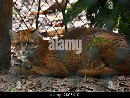 Il gatto dorato asiatico (Catopuma tempminckii) è in una gabbia di abitazione prima di essere rilasciato nella zona di TNBBS (Bukit Barisan Selatan National Park), Lampung, il 9 dicembre 2020. Center for Natural Resources Conservation (KSDA) West Java e il Bukit Barisan Selatan National Park (TNBBS) Center ha rilasciato 2 gatti d'oro individuali nella zona di TNBBS, Lampung. I due gatti adulti d'oro con i nomi Gato e Goldie sono stati confiscati dalla squadra speciale di criminalità (Tipiter) presso la sede della polizia dagli autori del commercio illegale di fauna selvatica protetta nel 2018. (Foto di Dasril Roszandi/NurPhoto) Foto Stock