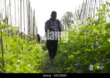 Agricoltore che irrorano pesticidi o medicinali in un allevamento di cetrioli, per uccidere insetti, a Barpeta, India, il 11 dicembre 2020. (Foto di David Talukdar/NurPhoto) Foto Stock