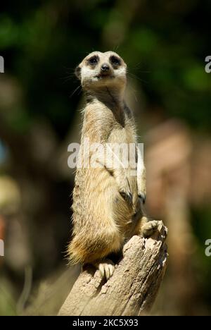Uno scatto verticale di un carino meerkat in piedi alto su un tronco in un parco soleggiato con sfondo sfocato Foto Stock