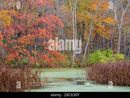 Mark's Pond nella Green Valley Forest Preserve mostra una costa colorata con alberi autunnali e anatre sull'acqua, DuPage, County, Illinois Foto Stock