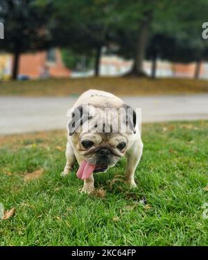 Un pug con la lingua che pende fuori cammina sull'erba verde nel parco Foto Stock