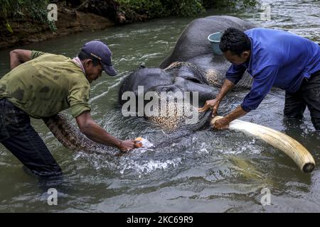 Bagno dei mahouts un elefante Sumatran maschio nel fiume Pemerihan al Parco Nazionale di Bukit Barisan Selatan a Lampung il 12 dicembre 2020 (Foto di Mas Agung Wilis/NurPhoto) Foto Stock