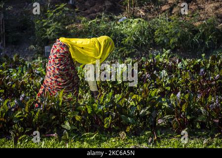 Un agricoltore indiano lavora in una fattoria il 22 dicembre 2020 a Delhi, India. Migliaia di agricoltori di stati come il Punjab e Haryana hanno bloccato alcune delle autostrade che portano ai confini di Delhi per più di due settimane contro le nuove leggi agricole che temono spingeranno il governo a smettere di fare acquisti diretti di colture a prezzi minimi stabiliti dallo Stato, prezzo minimo di assistenza chiamato. (Foto di Y.N. Kabli /Nur Photos) (Foto di Kabli Yawar/NurPhoto) Foto Stock