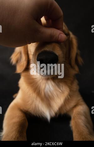 La mano di un uomo graffia il naso divertente di un cane rosso su uno sfondo nero all'interno dello studio Foto Stock