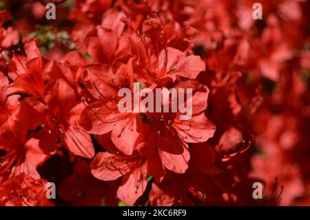 fiori in una giornata parzialmente soleggiata Foto Stock