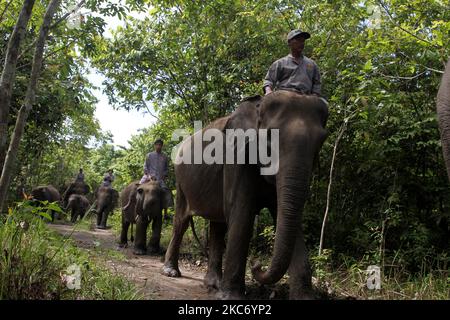 Mahout dall'unità di risposta dell'elefante (ERU) bagna gli elefanti sumatran e dà loro le vitamine prima di pattugliare il modo in cui Kambas National Park (TNWK), campo di Tegal Yoso in East Lampung Regency, Lampung, Indosia, il 4 gennaio 2021. Gli elefanti dell'unità di risposta agli elefanti (ERU) che sono stati domati e addestrati per aiutare gli esseri umani a riconciliare i conflitti umani con gli elefanti selvatici che entrano nelle aree residenziali e nei campi per essere scortati nella foresta nell'area del Parco Nazionale. (Foto di Dasril Roszandi/NurPhoto) Foto Stock