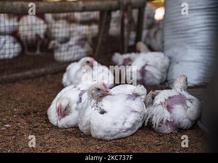 Una vista della fattoria di pollame, a Tehatta, India, il 7 gennaio 2021. Gli esperti dicono che l'influenza aviaria o l'influenza aviaria è un tipo di influenza aviaria. Il virus H5N1 è responsabile di questo. Il virus può entrare nel corpo umano da carne di pollame e uova infettate da influenza aviaria. (Foto di Soumyabrata Roy/NurPhoto) Foto Stock