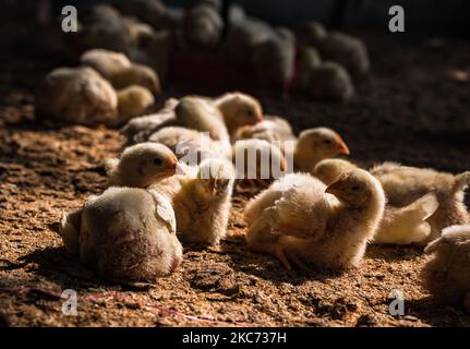 Una vista della fattoria di pollame, a Tehatta, India, il 7 gennaio 2021. Gli esperti dicono che l'influenza aviaria o l'influenza aviaria è un tipo di influenza aviaria. Il virus H5N1 è responsabile di questo. Il virus può entrare nel corpo umano da carne di pollame e uova infettate da influenza aviaria. (Foto di Soumyabrata Roy/NurPhoto) Foto Stock