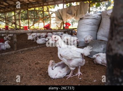 Una vista della fattoria di pollame, a Tehatta, India, il 7 gennaio 2021. Gli esperti dicono che l'influenza aviaria o l'influenza aviaria è un tipo di influenza aviaria. Il virus H5N1 è responsabile di questo. Il virus può entrare nel corpo umano da carne di pollame e uova infettate da influenza aviaria. (Foto di Soumyabrata Roy/NurPhoto) Foto Stock