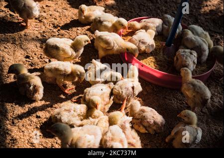 Una vista della fattoria di pollame, a Tehatta, India, il 7 gennaio 2021. Gli esperti dicono che l'influenza aviaria o l'influenza aviaria è un tipo di influenza aviaria. Il virus H5N1 è responsabile di questo. Il virus può entrare nel corpo umano da carne di pollame e uova infettate da influenza aviaria. (Foto di Soumyabrata Roy/NurPhoto) Foto Stock