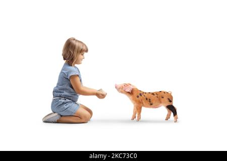 Bambina che si inginocchia e alimenta un maialino isolato su sfondo bianco Foto Stock