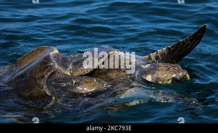 Un paio di tartarughe Olive Ridley in via di estinzione che si annodano all'interno della baia del Mare del Bengala, appena al largo della costa della Rushikulya River Mouth Beach a Ganjam, A 140 km di distanza dallo stato indiano orientale, bhubaneswar, capitale di odisha, è il primo segno di una congregazione di massa che precede la loro massa che nidificava sulla costa di Odisha, il 10 gennaio 2021. Le tartarughe di olive Ridley nidificano le loro uova sulla costa orientale della baia del Bengala e due avvistamenti principali in costa di Odisha Gahirmatha e Rushikulya ogni anno. (Foto di Str/NurPhoto) Foto Stock