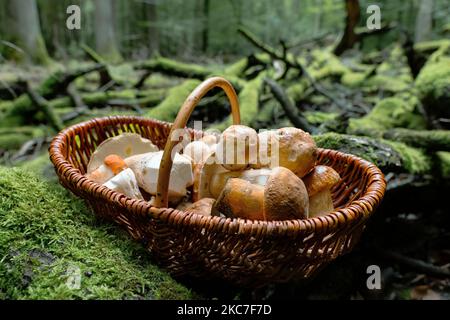 Un cesto di vimini pieno di porcini, scarletina bolete e picchetti. Foto Stock