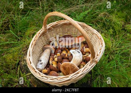 Un cesto pieno di baie e porcini dopo un viaggio di caccia ai funghi Foto Stock