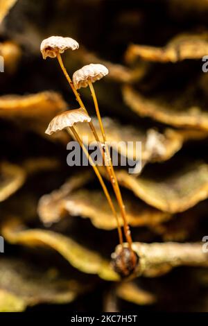 Un primo piano verticale di un paio di sottili funghi Pinwheel, Marasmius rotula crescere su un ramoscello di fronte ai funghi scaffali in Texas Foto Stock