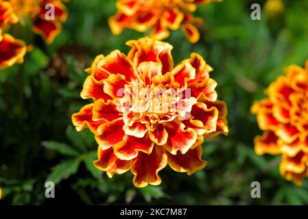 Marigolds arancioni sul gambo (Asteraceae) Foto Stock