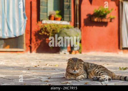 Il gatto scozzese che dorme sul marciapiede dell'Isola di Burano a Venezia Foto Stock