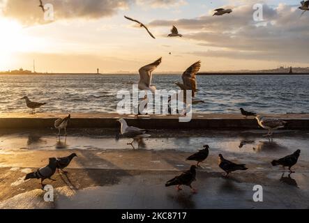 Mare di Marmara, gabbiani e piccioni stanno combattendo per il cibo, a Istanbul, in Turchia, il 25 gennaio 2021. (Foto di Erhan Demirtas/NurPhoto) Foto Stock