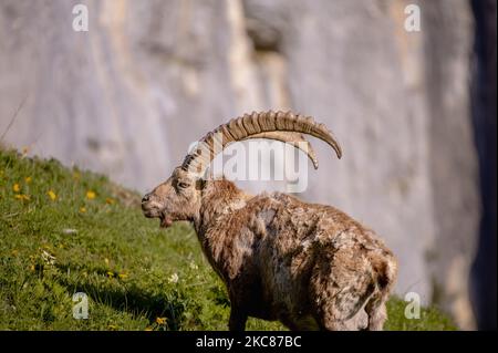Uno stambecco alpino che sorge su verdi pascoli di montagna alla luce del sole Foto Stock