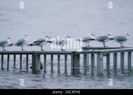 I gabbiani si trovano sulla recinzione allagata dal fiume Reno a Colonia, mentre il livello dell'acqua nel fiume Reno raggiunge i 7,5 metri sopra il livello del mare. (Foto di Ying Tang/NurPhoto) Foto Stock