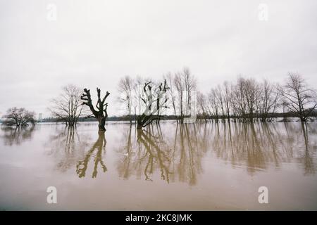 Vista generale dell'acqua alta a Rodenkirchen di Colonia mentre il livello dell'acqua nel Reno continua a salire fino a 8,2 metri, a Colonia, in Germania, il 2 febbraio 2021. (Foto di Ying Tang/NurPhoto) Foto Stock