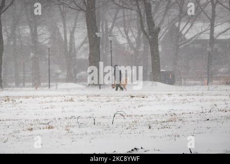 Un uomo cammina il suo cane, fuori nella neve. Blizzard dalla tempesta di neve Darcy nei Paesi Bassi, la prima nevicata pesante con forti venti intensi dopo 2010 che ha interrotto il trasporto in tutto il paese. I olandesi si svegliarono la domenica con uno strato di neve che copriva tutto. Molti incidenti si sono verificati sulle strade a causa della tempesta e delle condizioni ghiacciate, mentre c'era un problema anche con i treni. Nella città di Eindhoven, nel Brabante settentrionale, i servizi ferroviari e di autobus cessarono di funzionare, l'aeroporto seguì e il traffico aereo fu deviato. La gente è andato fuori nel centro della città di Eindhoven per godere e ha Foto Stock