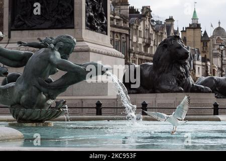 Un gabbiano atterra sul ghiaccio galleggiando sulla fontana in Trafalgar Square in una fredda giornata invernale, mentre l'Inghilterra rimane sotto il terzo blocco per ridurre i tassi di infezione di Covid-19, il 12 febbraio 2021 a Londra, Inghilterra. (Foto di Wiktor Szymanowicz/NurPhoto) Foto Stock