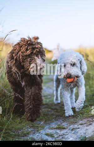 Un colpo verticale di cani bernedoodle e Cockapoo che camminano insieme su uno stretto sentiero in un prato Foto Stock