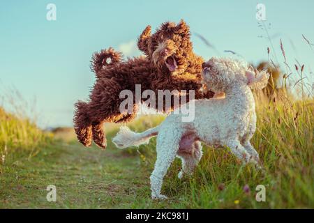 Un cane bernedoodle e Cockapoo che giocano insieme su un sentiero stretto in un prato alla luce del sole Foto Stock