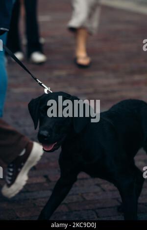 Un cane Labrador Retriever nero che cammina con il suo proprietario Foto Stock
