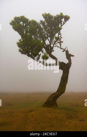 Foto verticale di una silhouette di un albero circondato da nebbia e nuvole in una foresta fanal Foto Stock