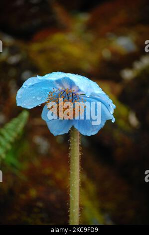 Un primo piano verticale di fiori di papavero blu himalayano bagnati su sfondo sfocato Foto Stock