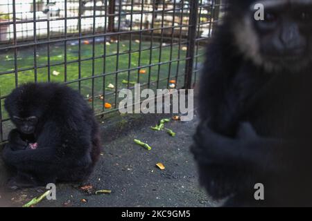 Un Gibbon (hylobates agilis) tiene il suo bambino di due giorni nel loro recinto presso il recinto di transito dell'Agenzia per la conservazione della natura il 18 febbraio 2021, a Pekanbaru, provincia di Riau , Indonesia (Foto di Afrianto Silalahi/NurPhoto) Foto Stock