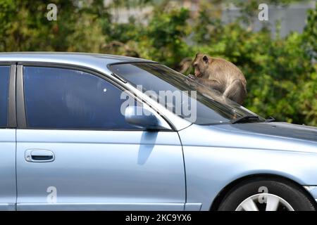 Un macaco dalla coda lunga siede su un'auto mentre si ferma sulla strada laterale di Bangkok il 25 febbraio 2021 a Bangkok, Thailandia. (Foto di Vachira Vachira/NurPhoto) Foto Stock