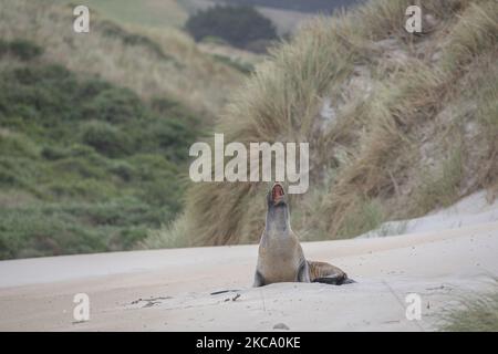 Un leone marino si crogiolerà sulla sabbia a Sandfly Bay vicino Dunedin, Nuova Zelanda il 26 febbraio 2021.Â Sandfly Bay è una delle destinazioni più popolari di Otago Peninsulaâ, con pinguini dagli occhi gialli, leoni marini, Foche da pelliccia e altri animali selvatici.Â il nuovo ZealandÂ mare lionsÂ è una delle specie theÂ più rare del mondo e si trova solo in Nuova Zelanda.lionÂ Â (Foto di Sanka Vidanagama/NurPhoto) Foto Stock